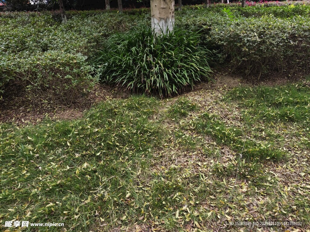 树下草坪绿植景观