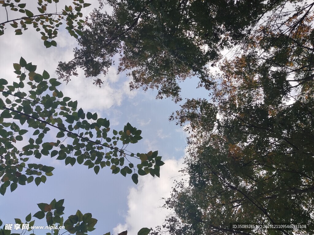 仰视茂密树林与天空