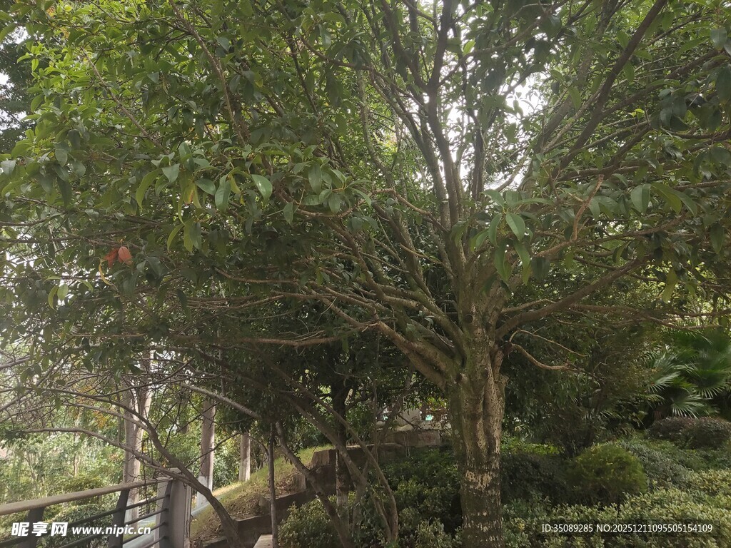 林间木栈道绿意盎然景致