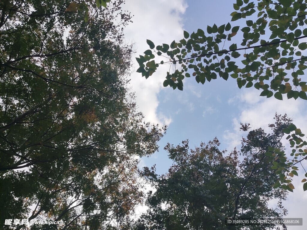 仰视葱郁树木与蓝天