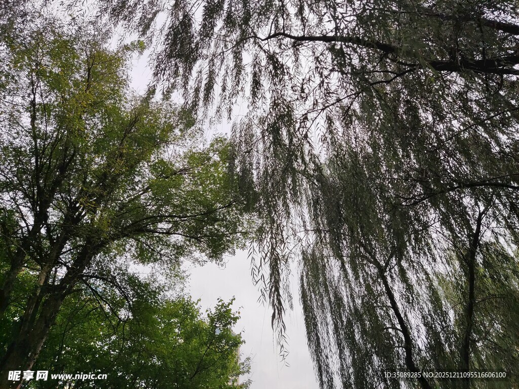 垂柳绿荫下的清新景致