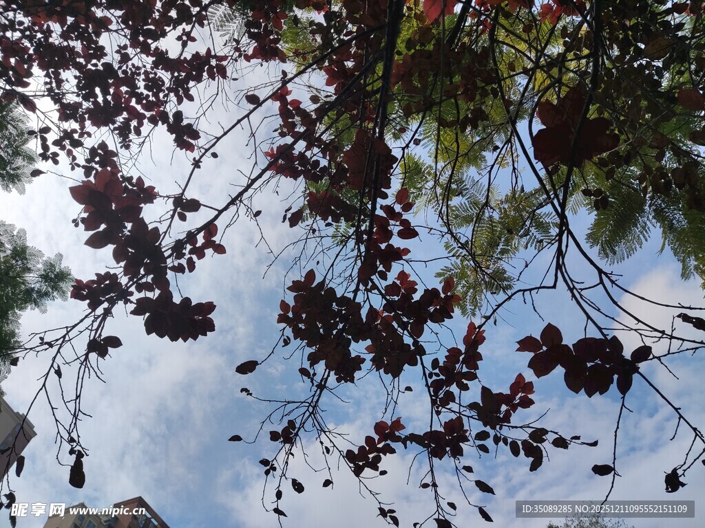 仰视枝头繁茂紫叶植物