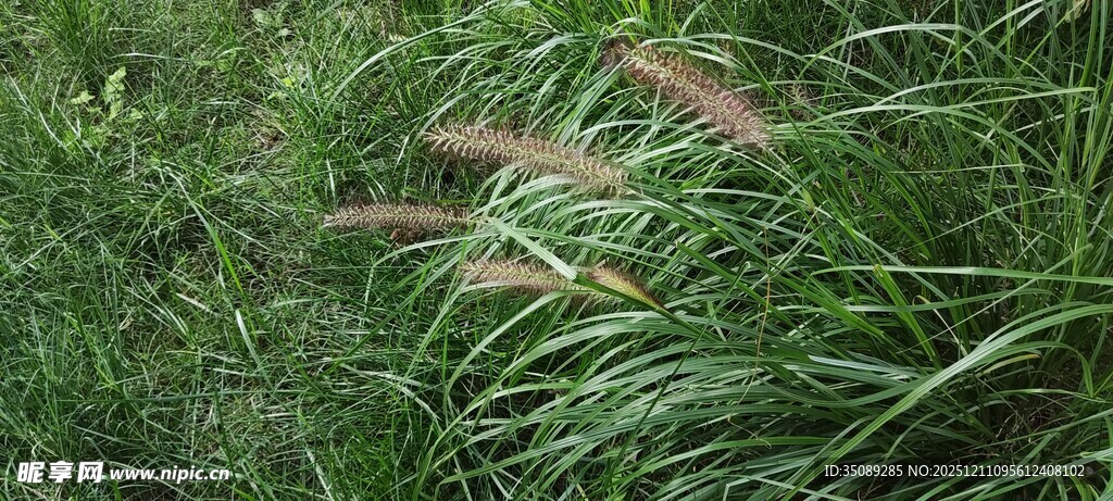 翠绿草丛中的细长叶片