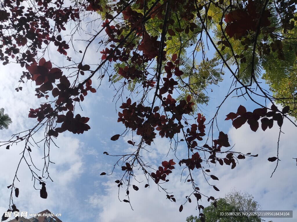 枝头红叶映蓝天