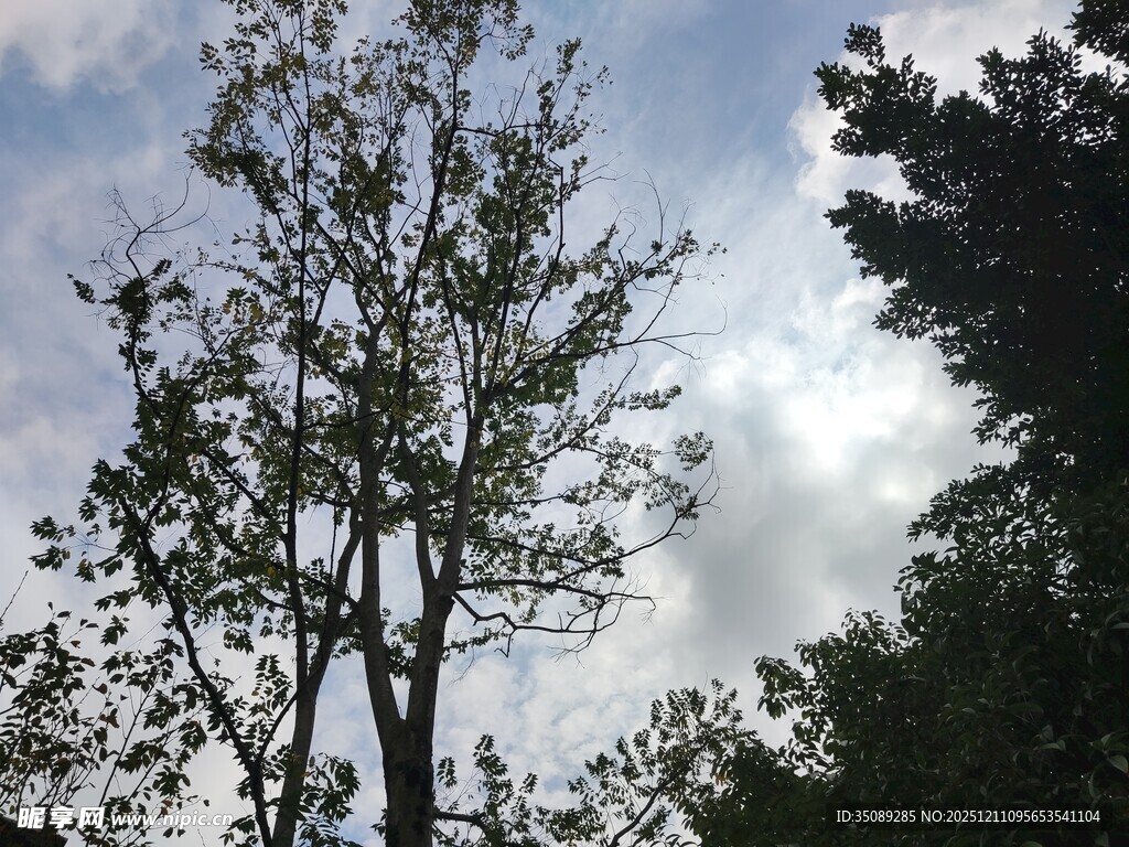 天空下的挺拔树木