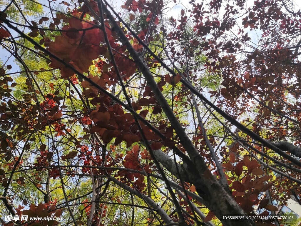 秋日枝头斑斓红叶