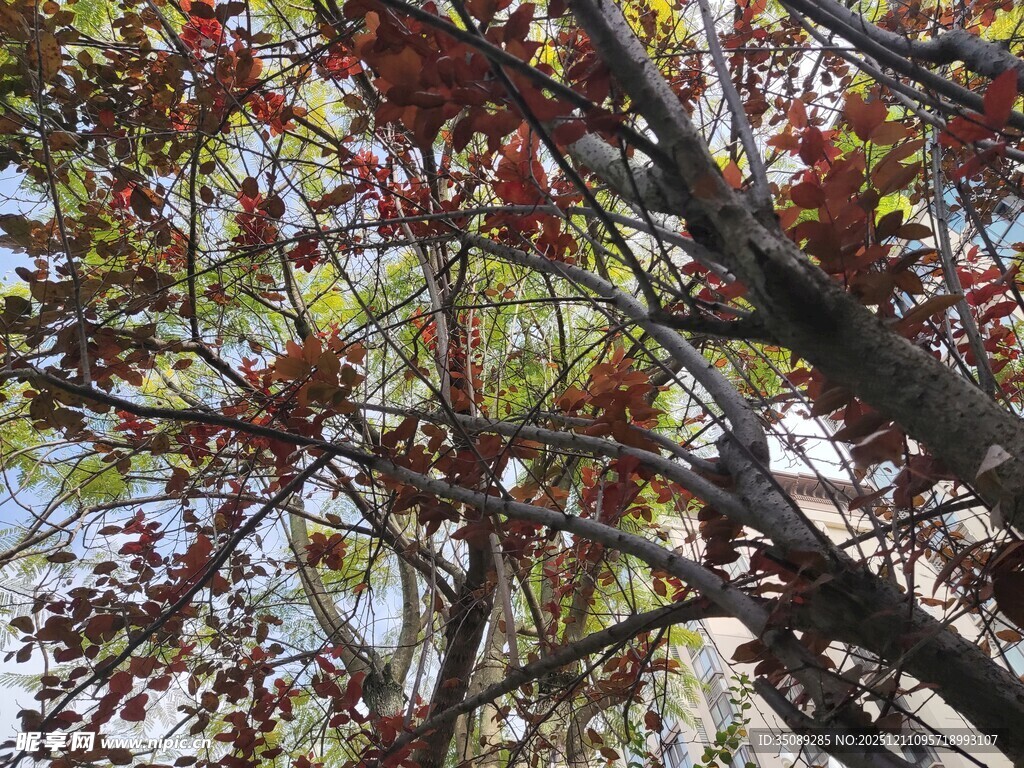 红叶满树的繁茂景致