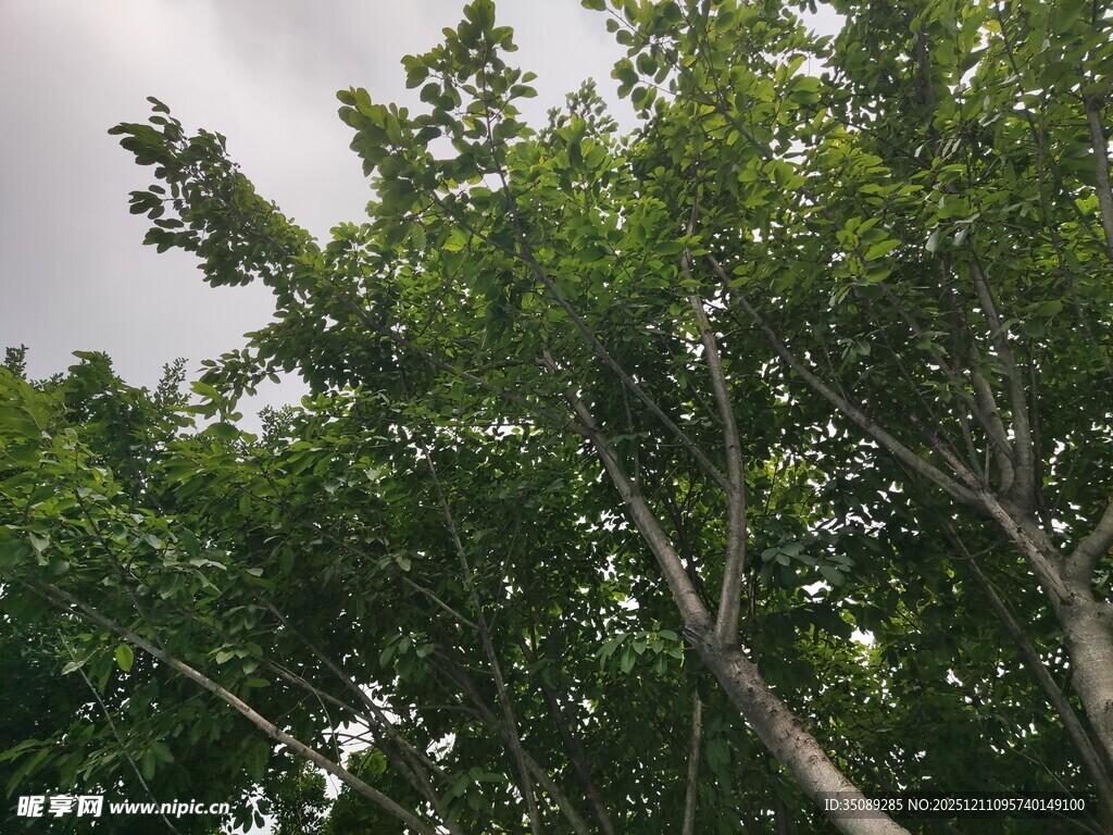 繁茂绿树与阴沉天空