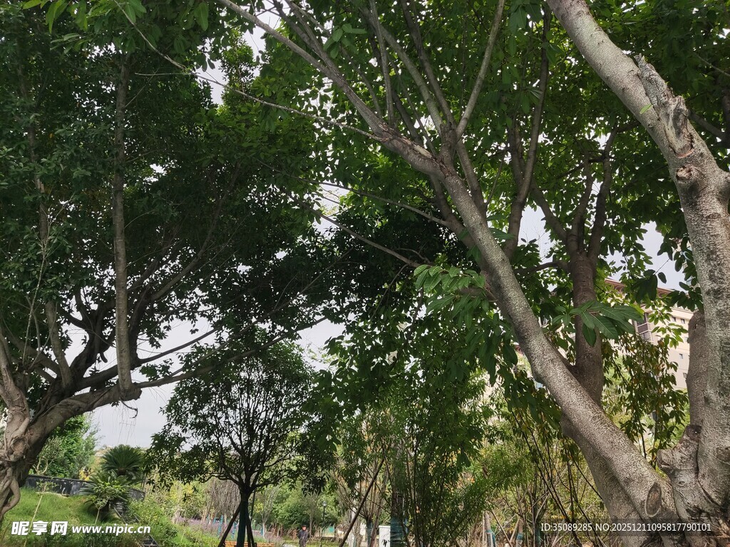 繁茂树林中的树木景观