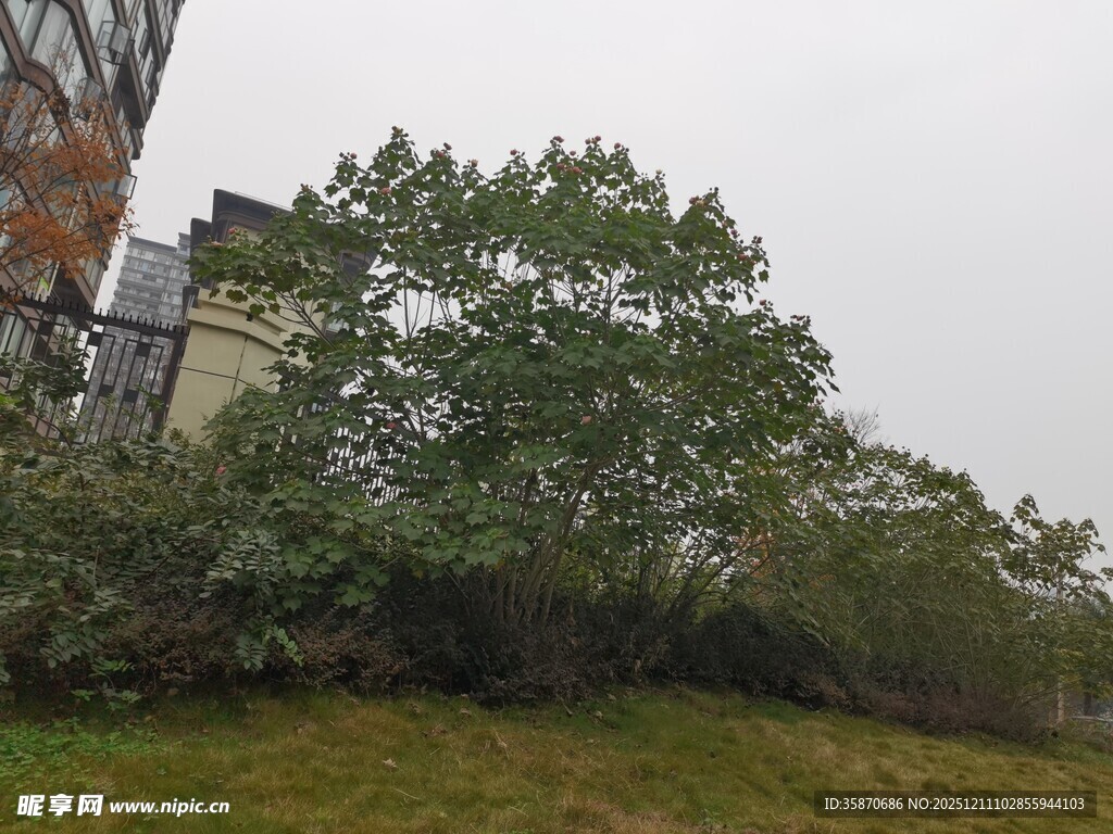 户外绿树与建筑景观