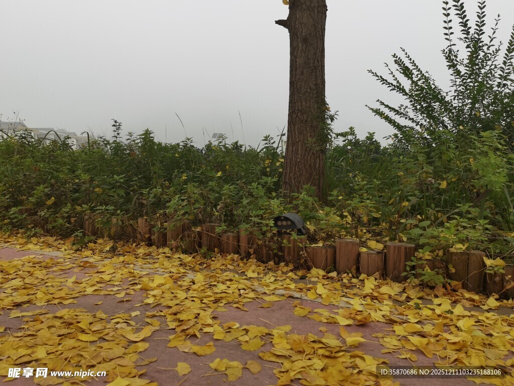 落叶铺满地面的静谧景象