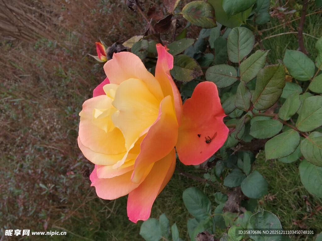 娇艳双色月季花