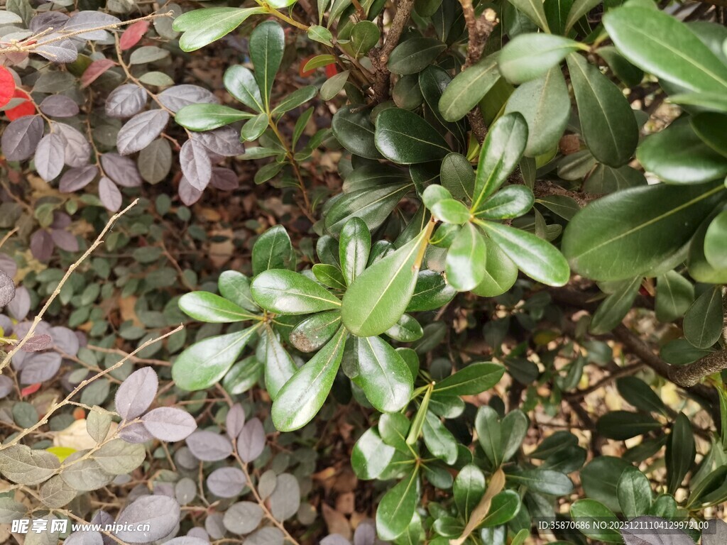 绿叶与红叶交织的植物景观