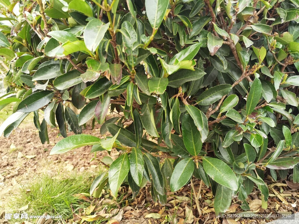 绿叶繁茂的灌木植物