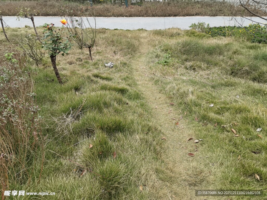 乡间小径绿意盎然