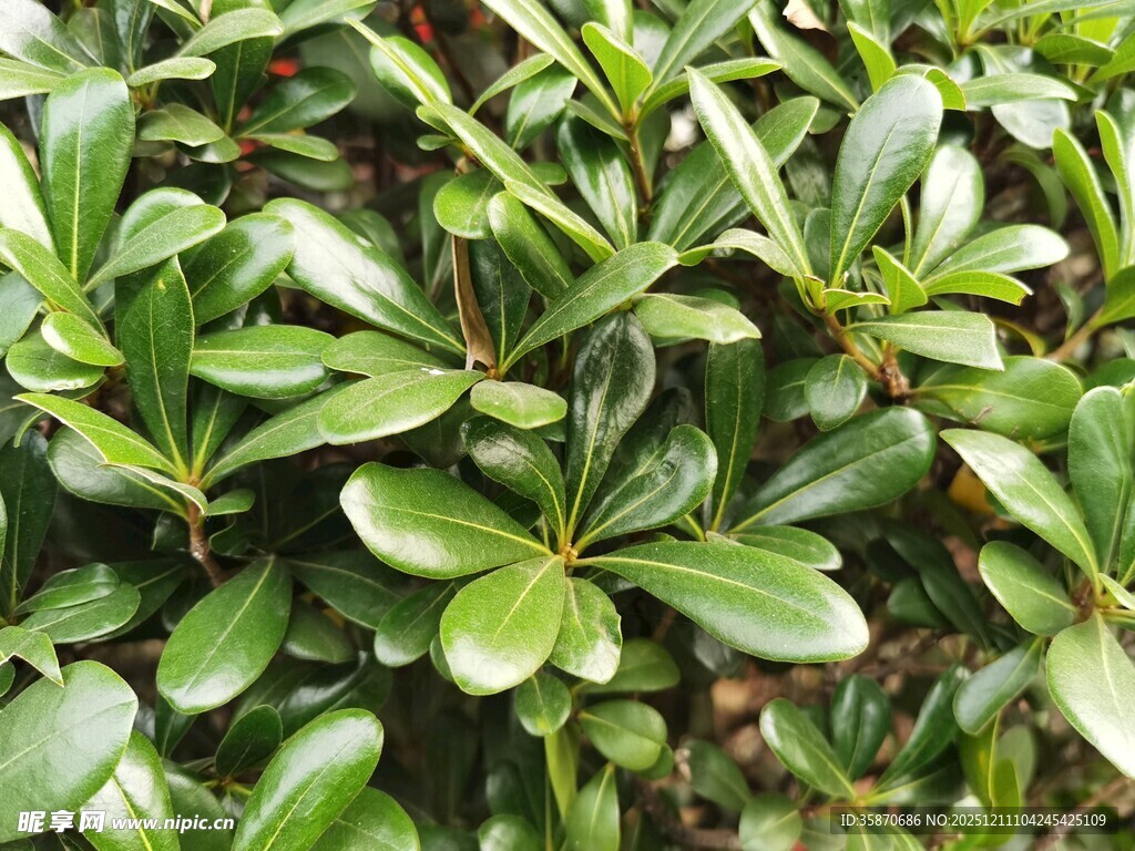 翠绿茂密的绿植景观