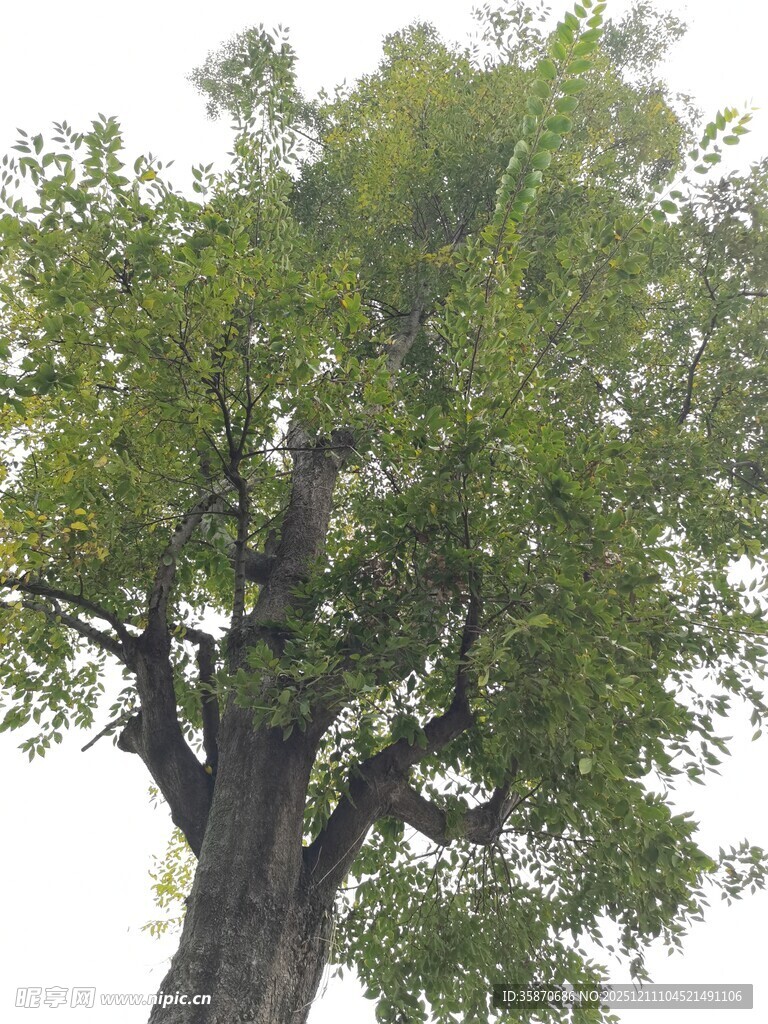 高大繁茂的绿色树木