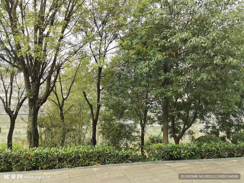 路边绿树与整齐灌木丛