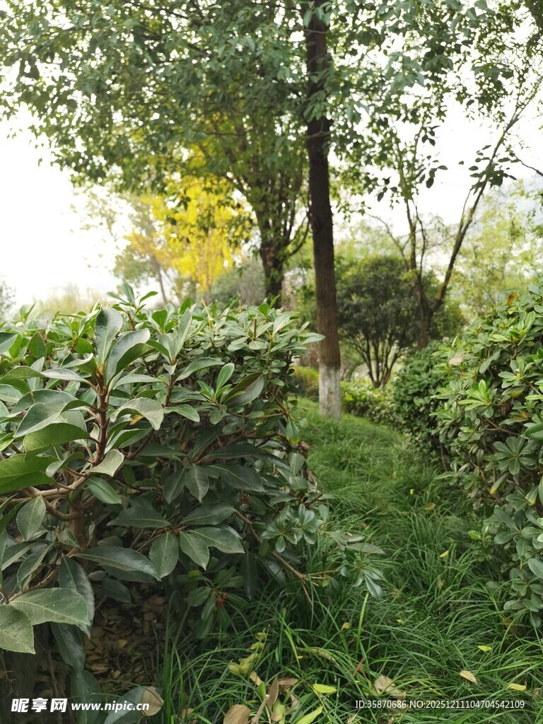 林间绿意盎然的自然小径