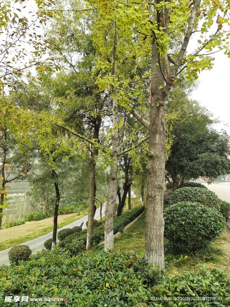 林间小道旁的葱郁绿植