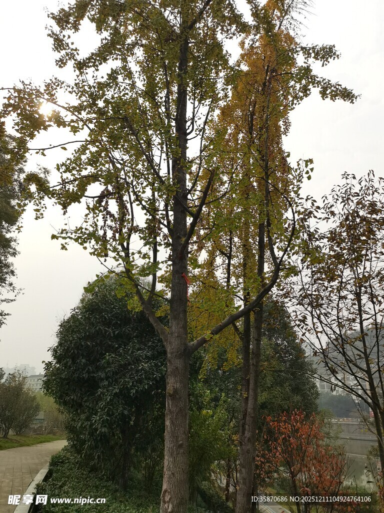 秋日林间树木风景