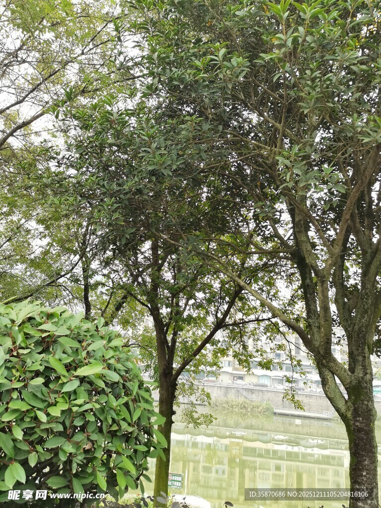 户外绿树与绿植景致