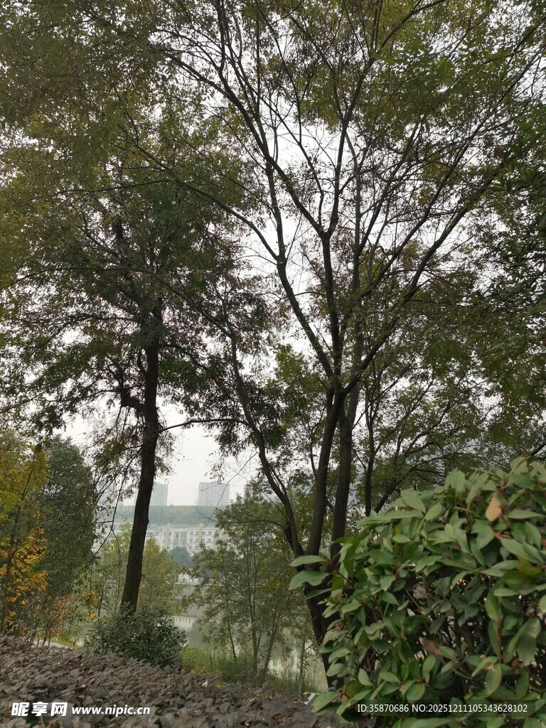 林间树木与绿植景观