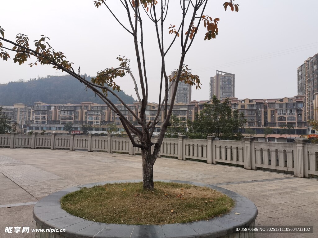 广场孤树城市静谧景致