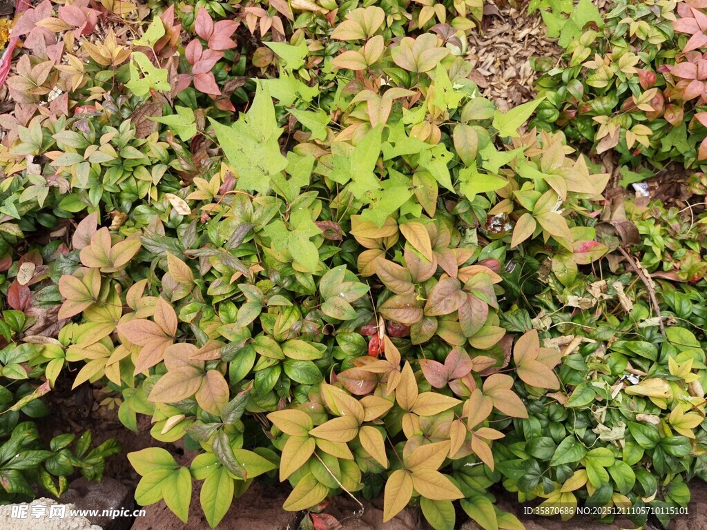 多彩叶片植物景观