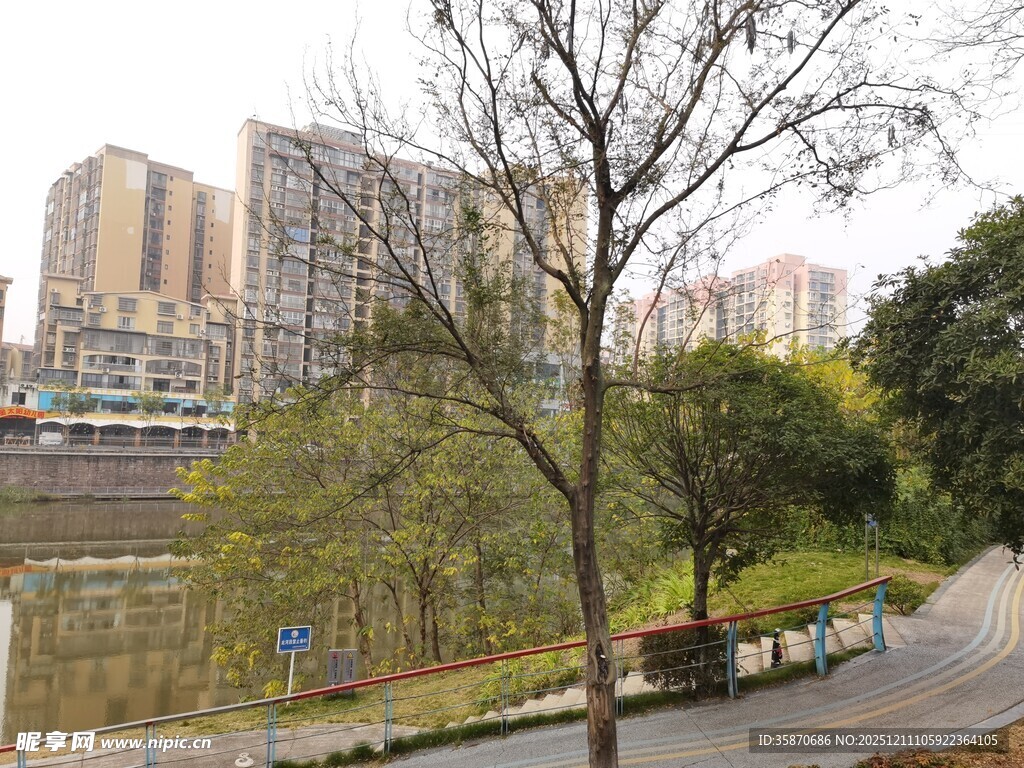 城市河畔旁的光秃树木景观