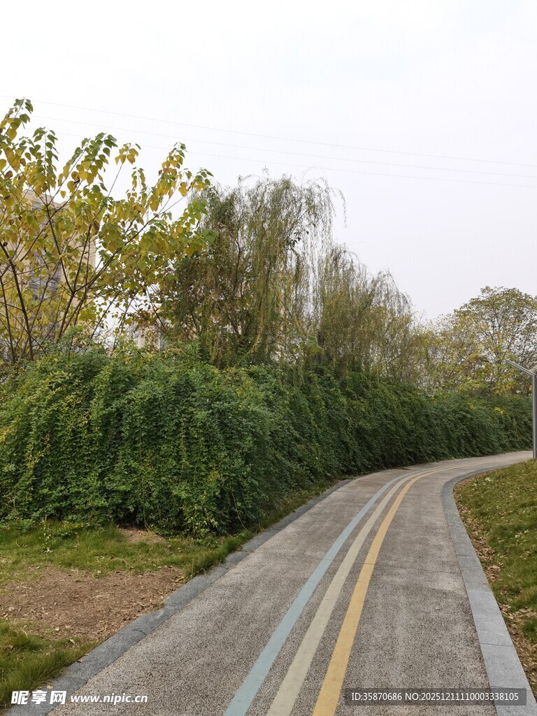 林间水泥小路绿意盎然