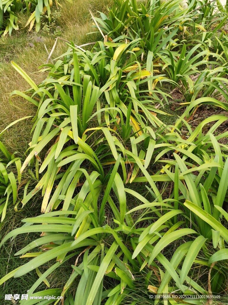 翠绿丛生的狭长叶片植物