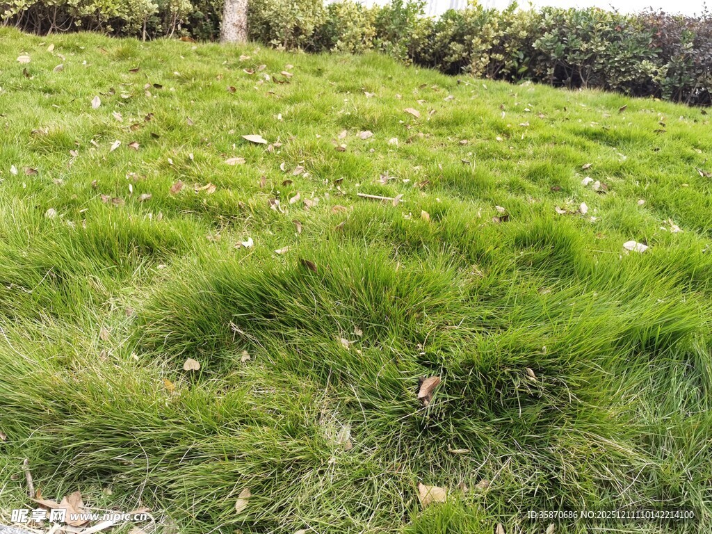 翠绿草地自然清新景致