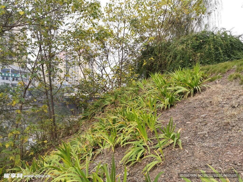 山坡上的繁茂绿植