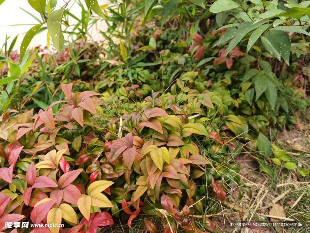 多彩斑斓的植物景观