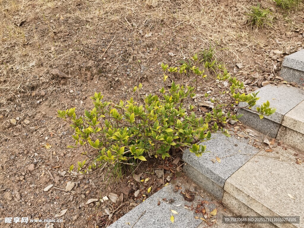 路边绿植与石阶景观