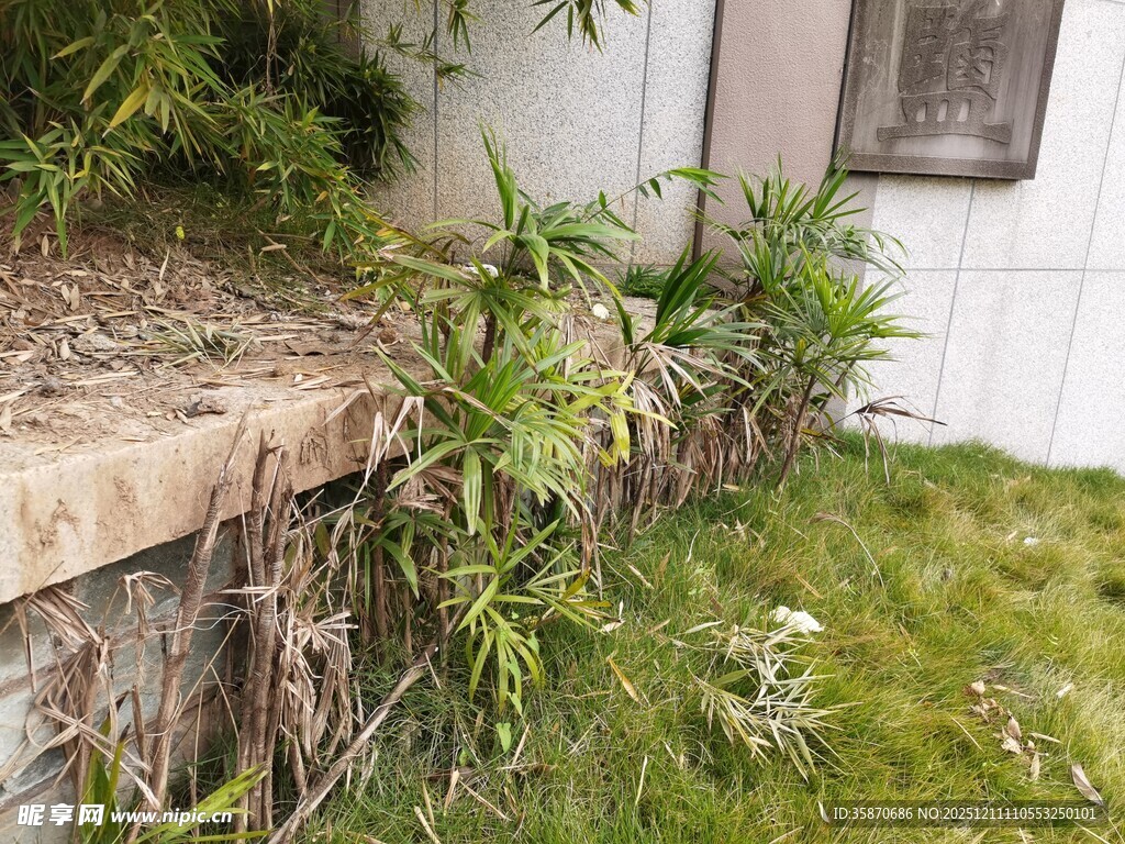 墙边绿植生机盎然