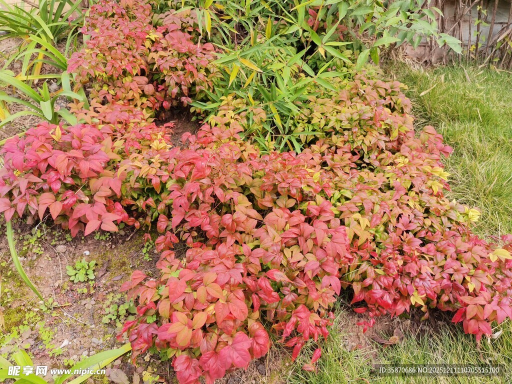 多彩红叶植物景观