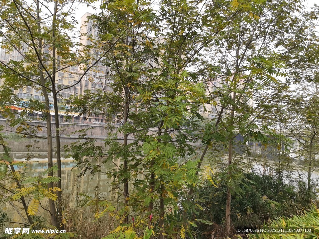 秋日湖边树林景色