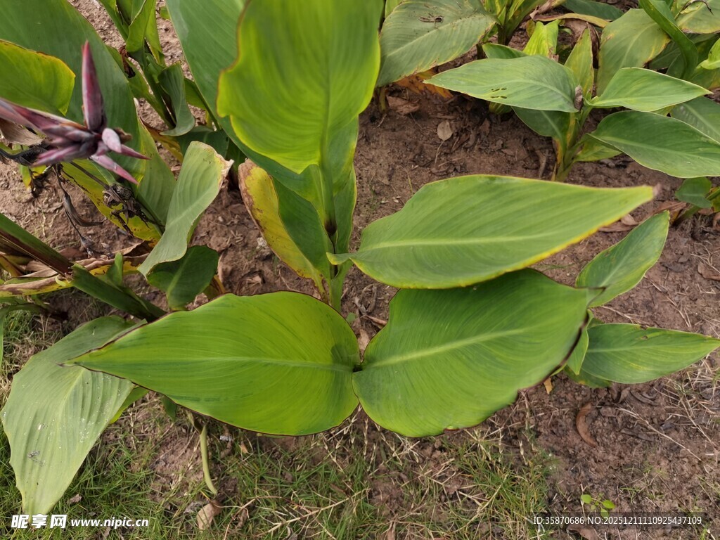 翠绿叶片的植物特写