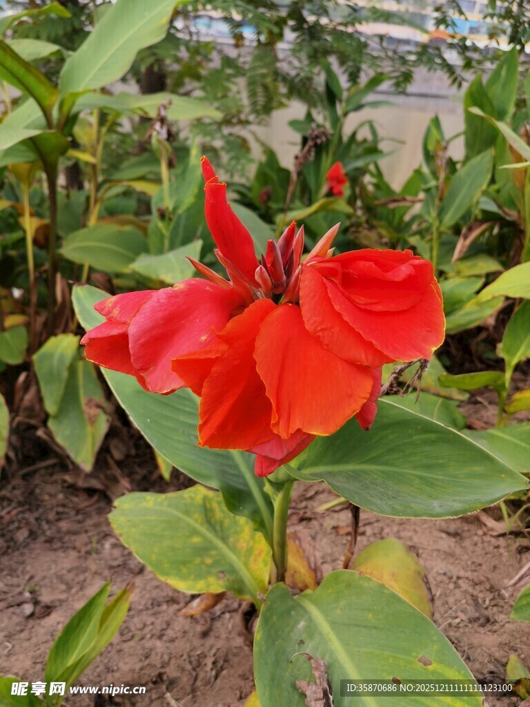 娇艳红花朵绽放绿叶间