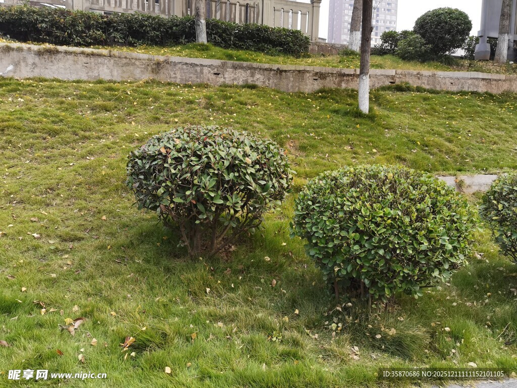 草坪上的两株球形灌木