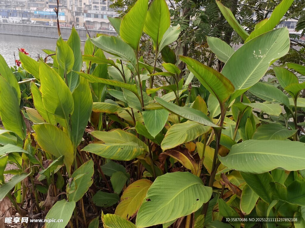 绿叶繁茂的植物景观