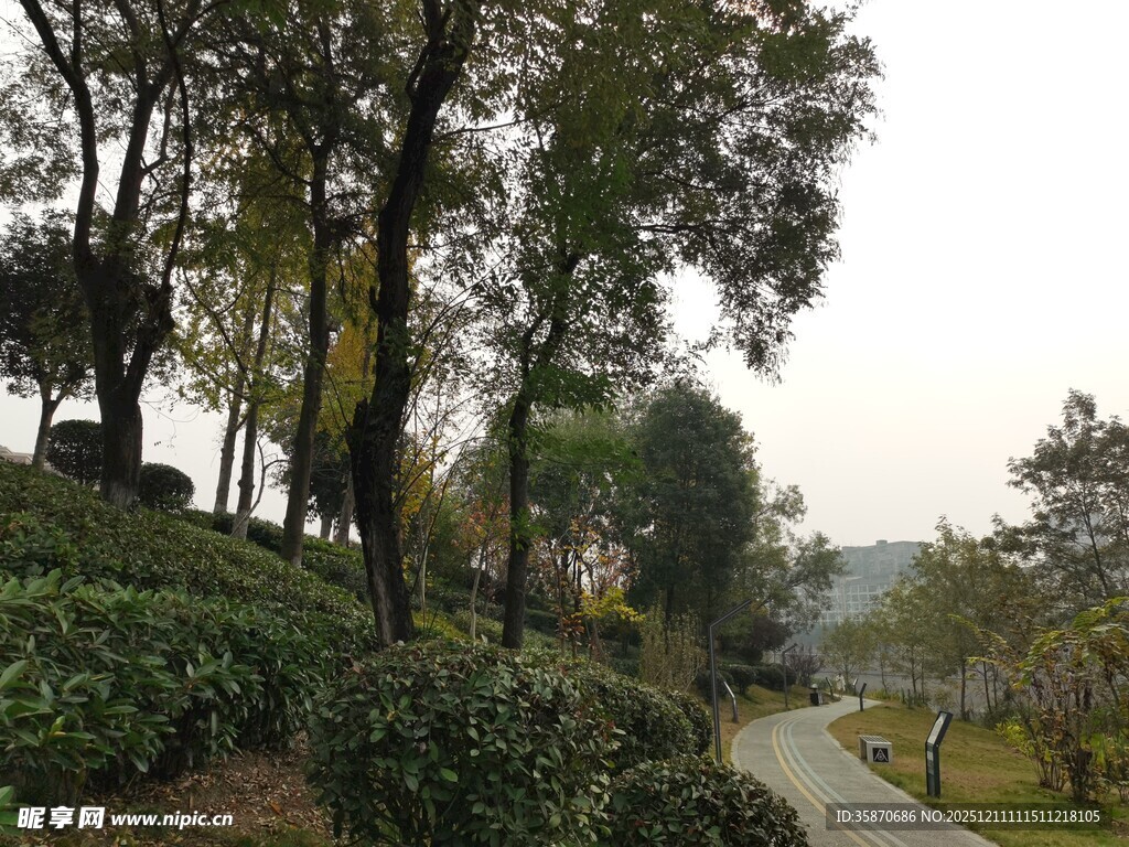 山间茶园小径风景