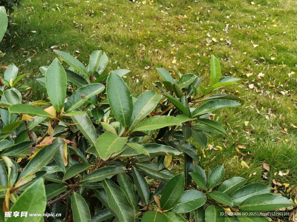 绿叶繁茂的户外植物景观