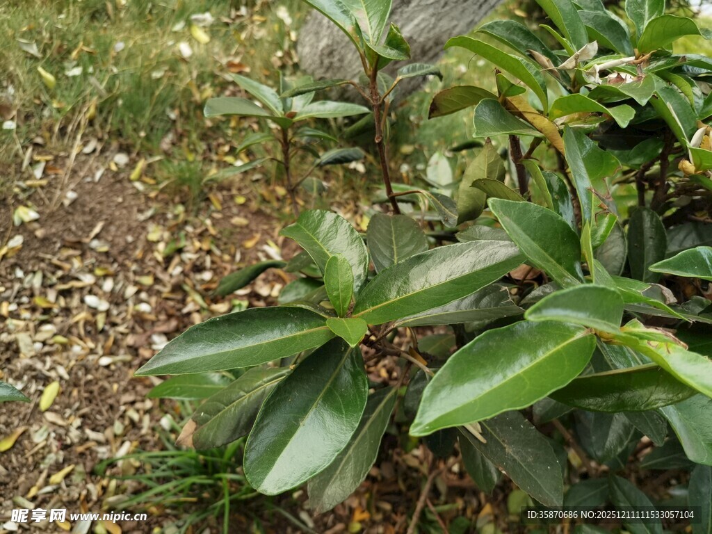 绿叶植物近景特写
