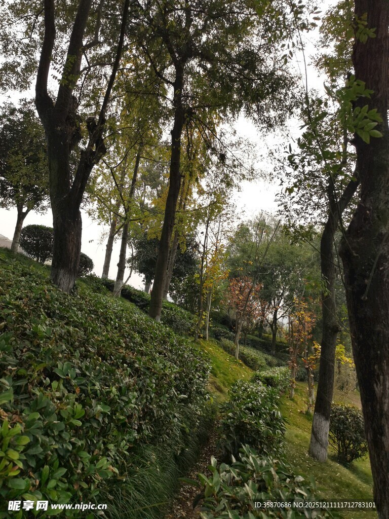 林间绿意盎然的自然景致