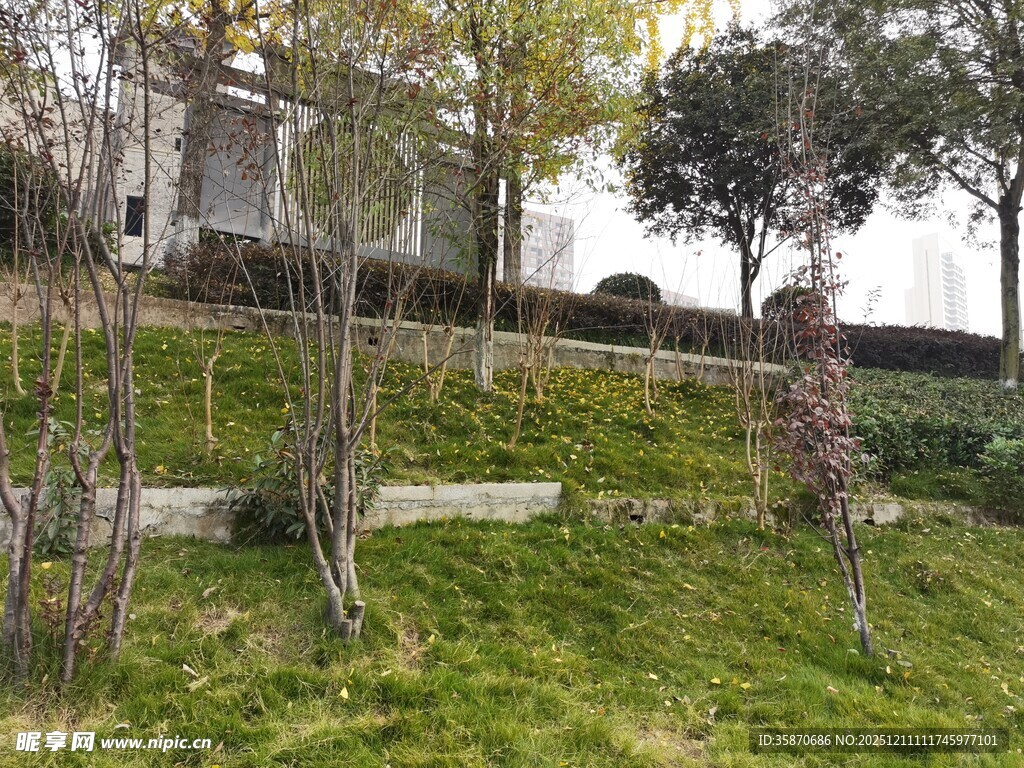 户外绿意盎然的自然景致