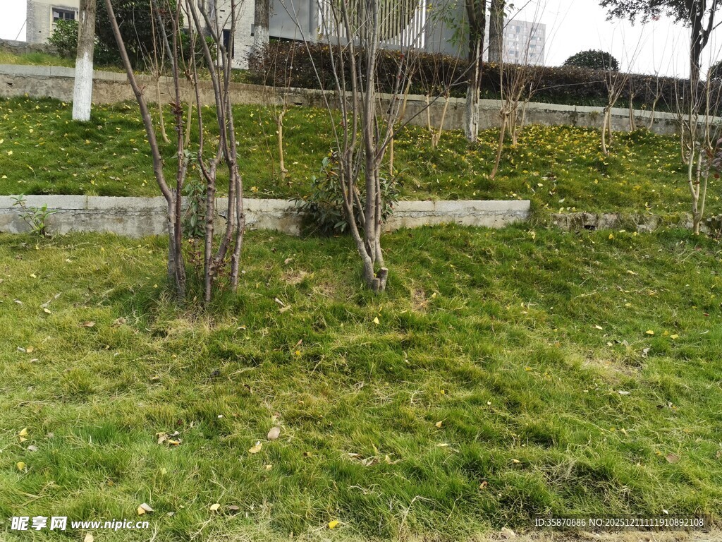 户外草地与树木景观