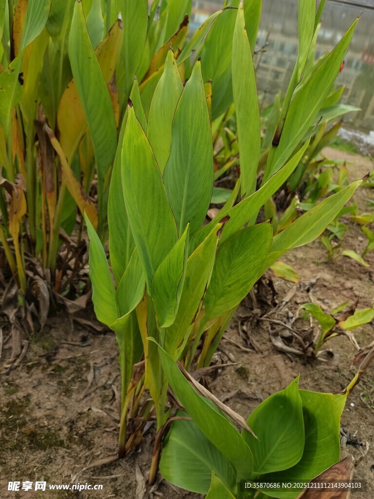 嫩绿水生植物生机勃勃